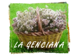La Genciana